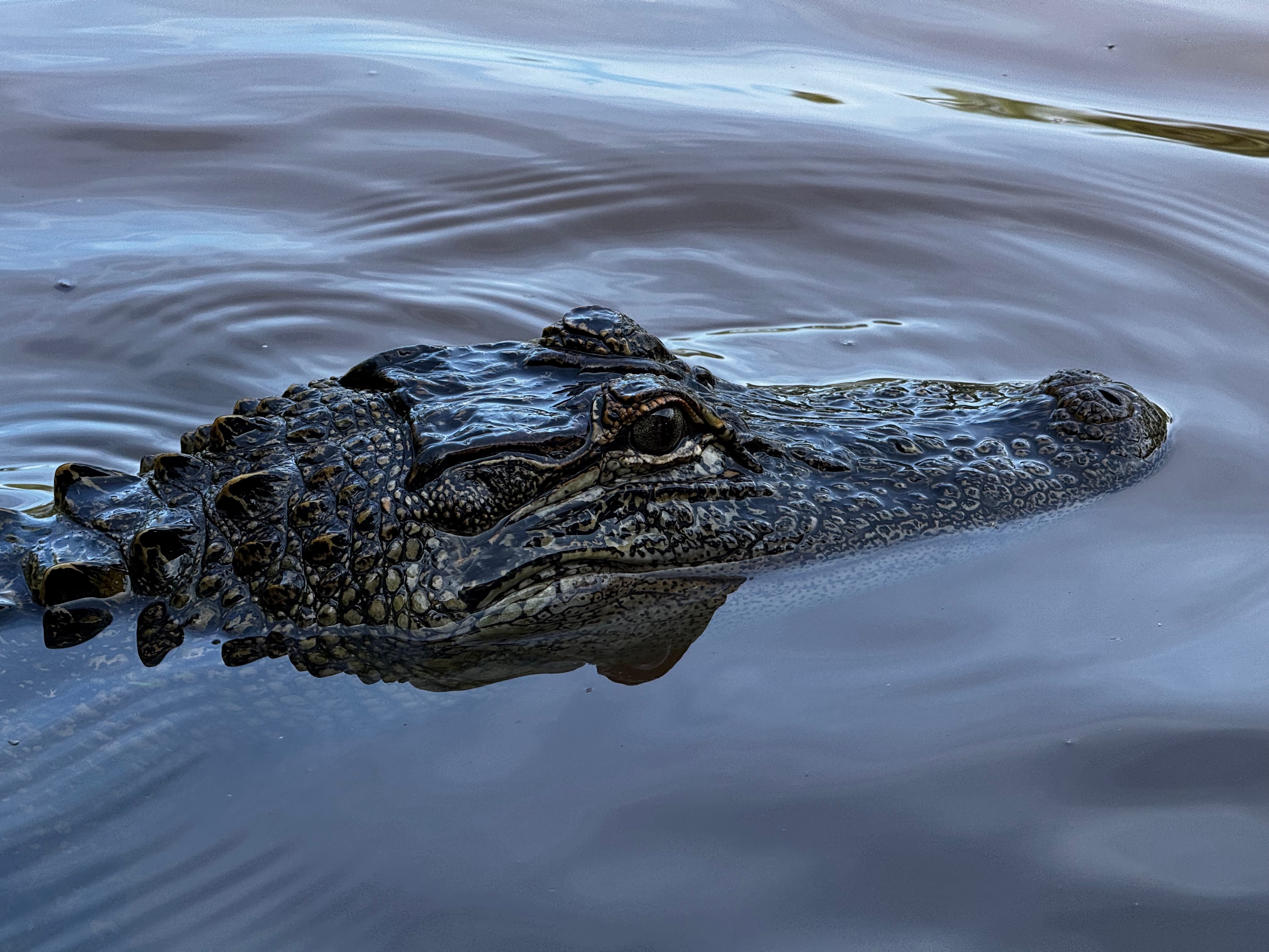 Alligator in Louisiana